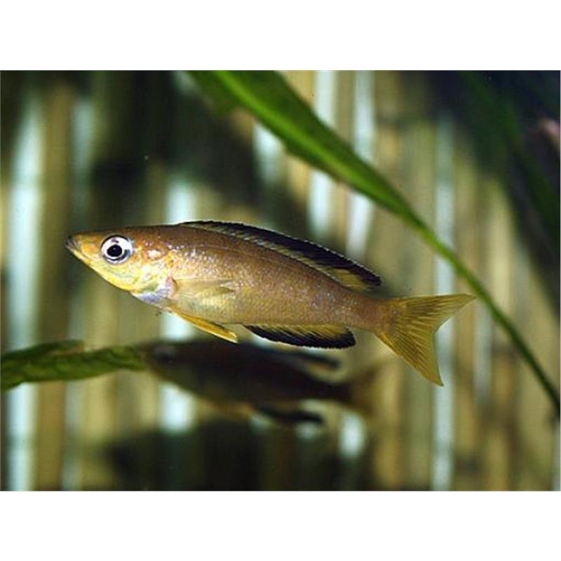 Cyprichromis leptosoma bulu point - imagine 4
